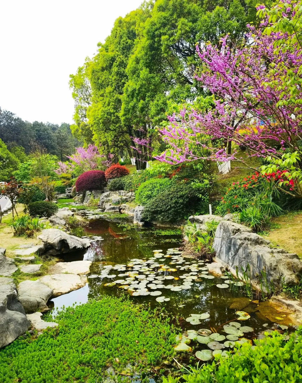 铁山坪森林公园看花图片