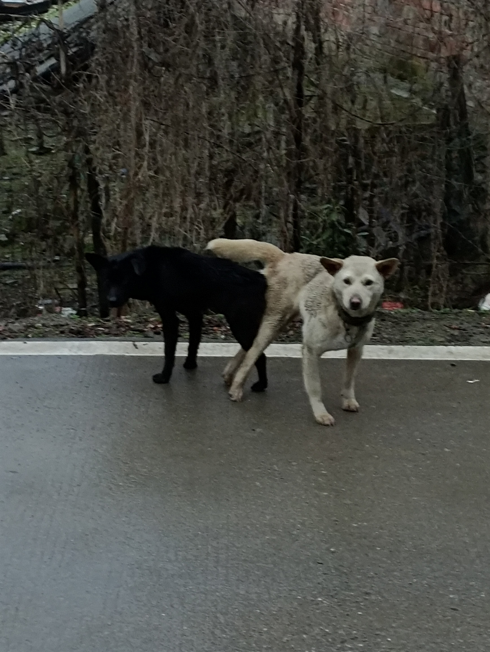 锁狗大法好,安全没烦恼!