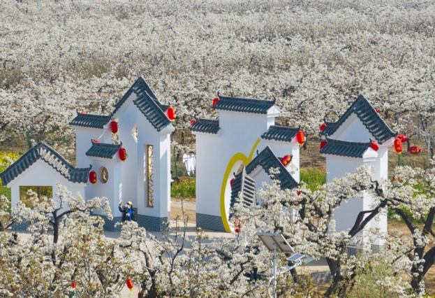 河北魏县开启"梨花盛宴"