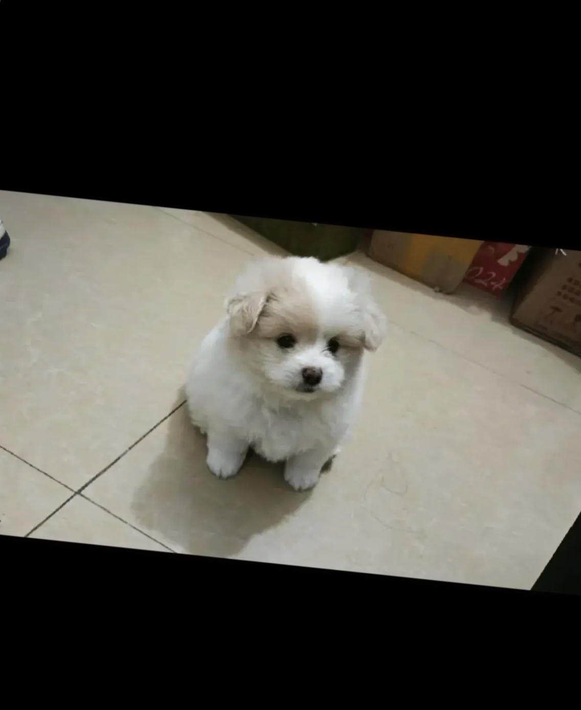 是个串串小狗狗棉花的爸爸是博美妈妈是串串不晓得长大会变成什么
