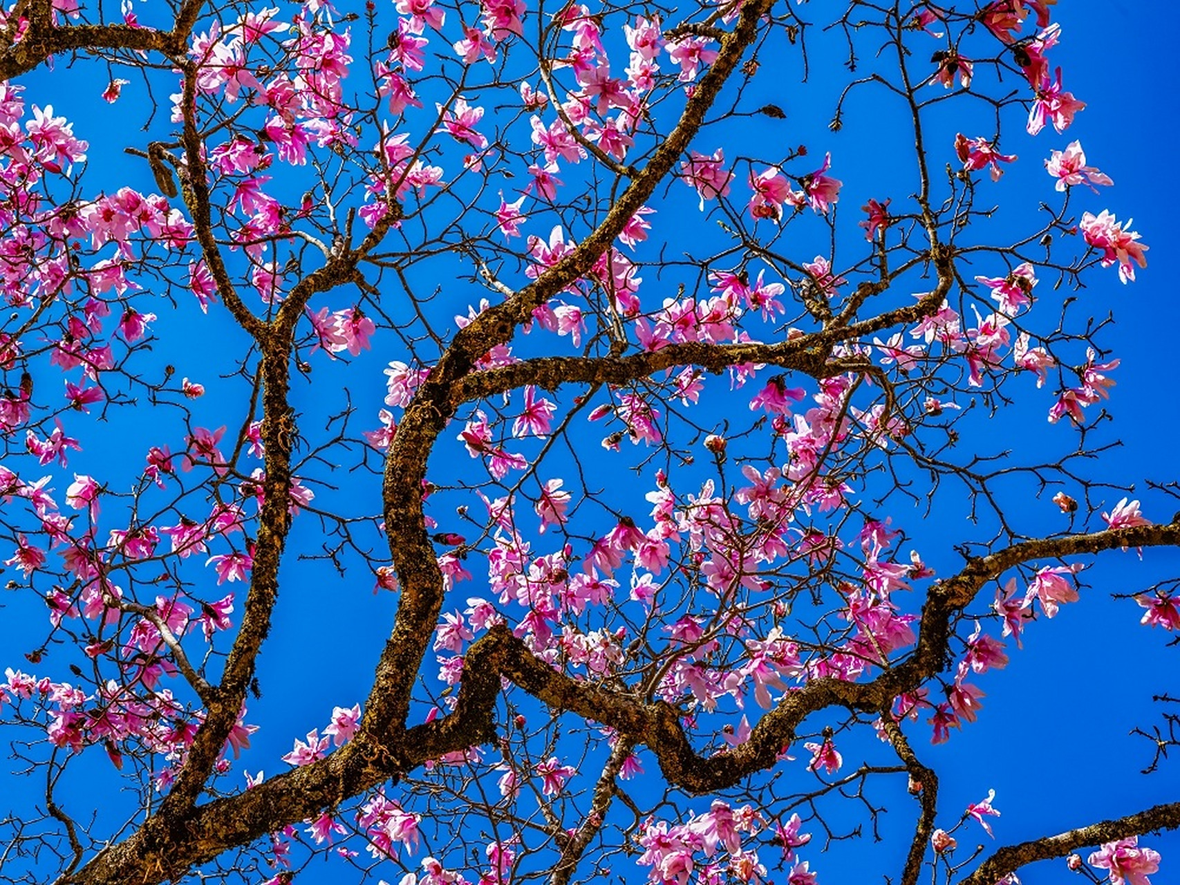 门前老树长新芽,院里枯木又开花 .