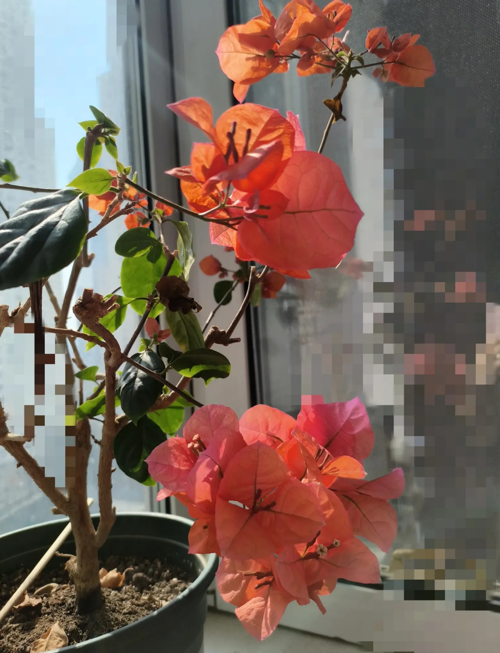 家养的三角梅有4.