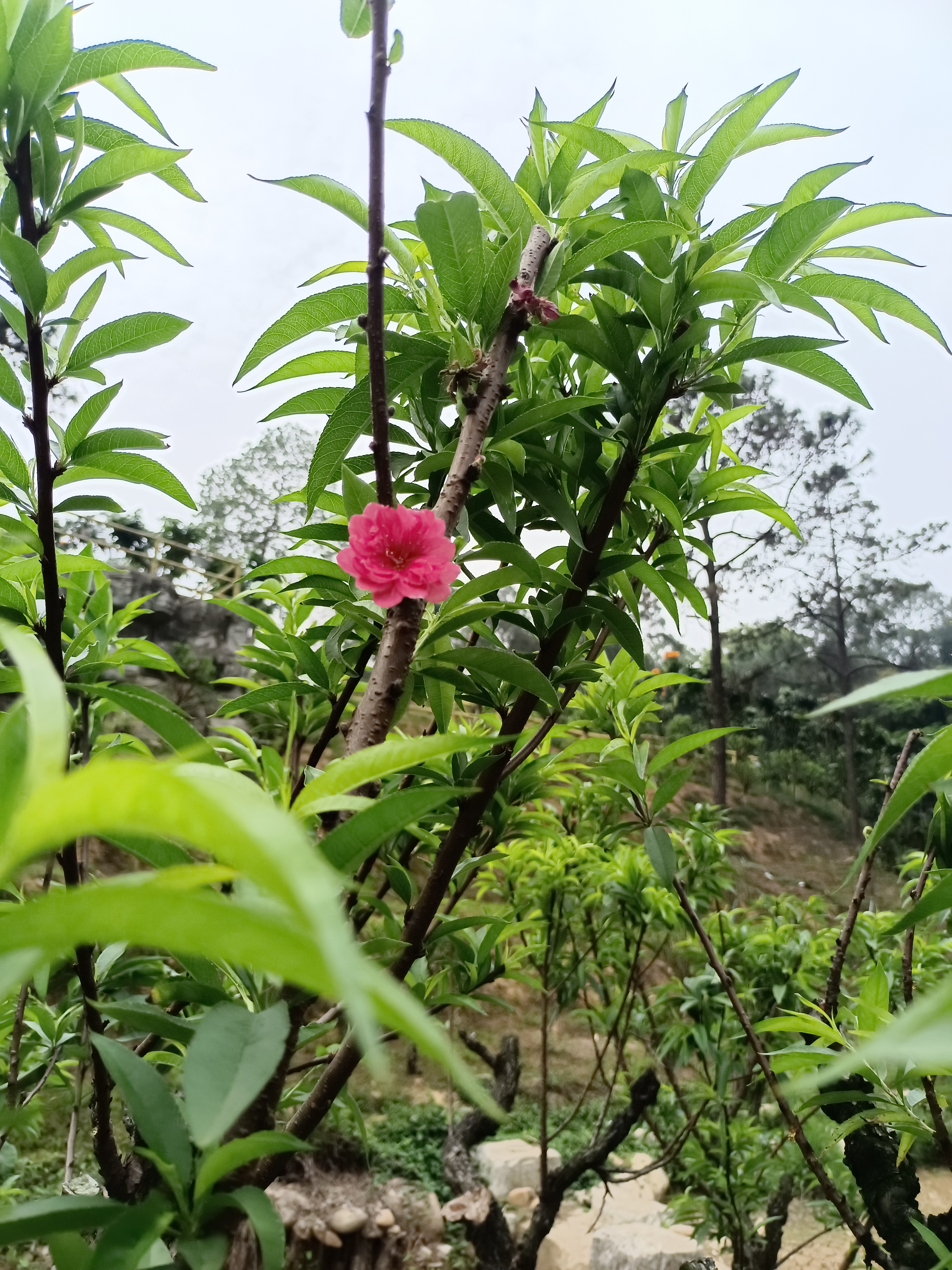 桃花谢了春红~已经开始结桃子啦三角梅开得正艳