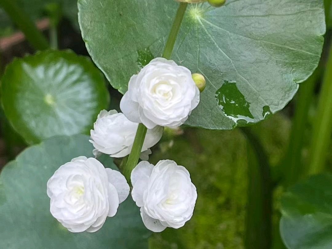 重瓣慈菇:水中绽放的优雅精灵