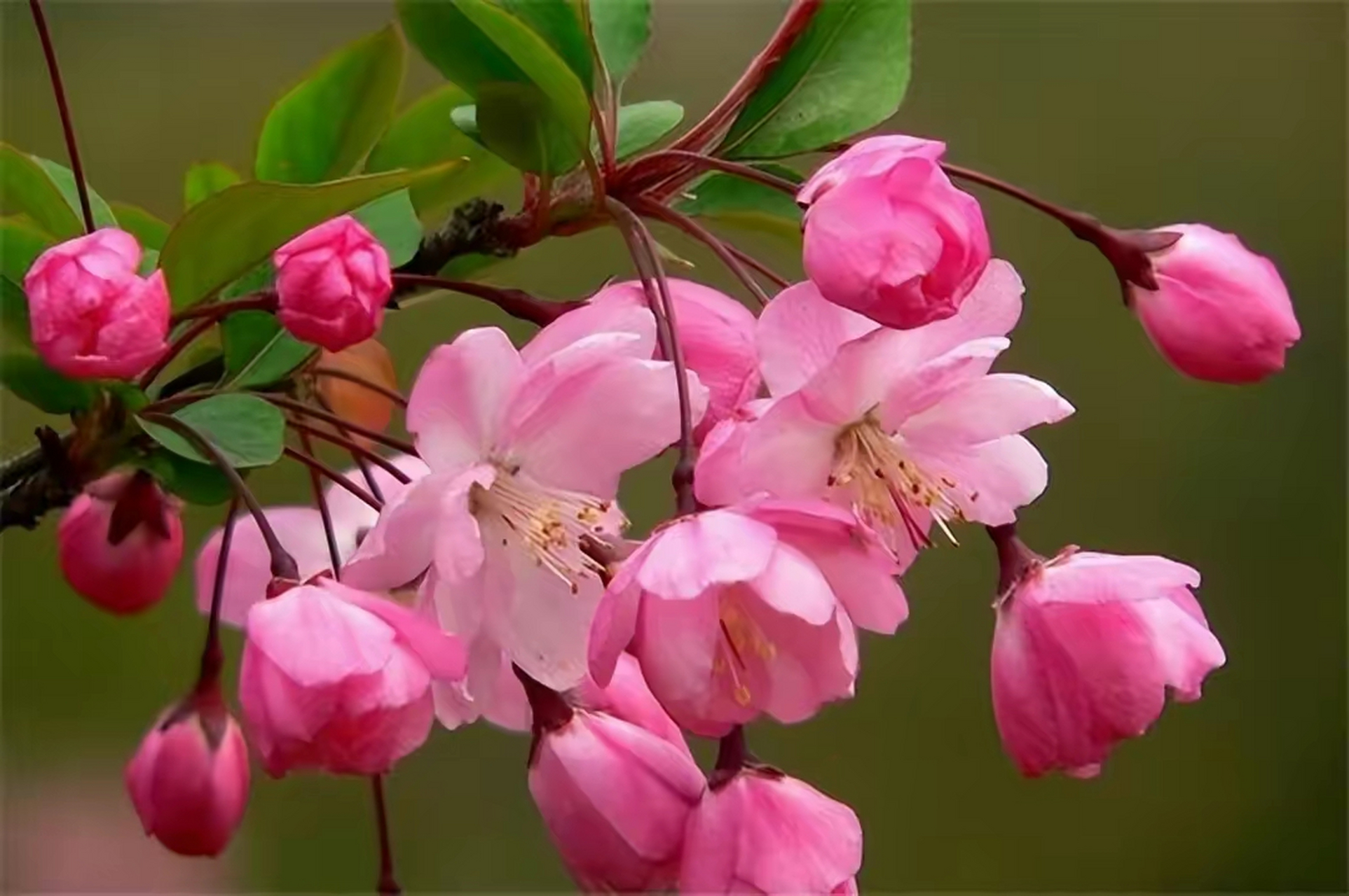 垂丝海棠,是贴梗海棠与樱花嫁接而成的,  所以垂丝海棠的花多是红粉色