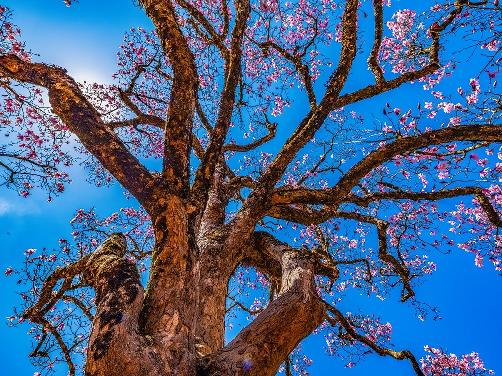 门前老树长新芽,院里枯木又开花 .