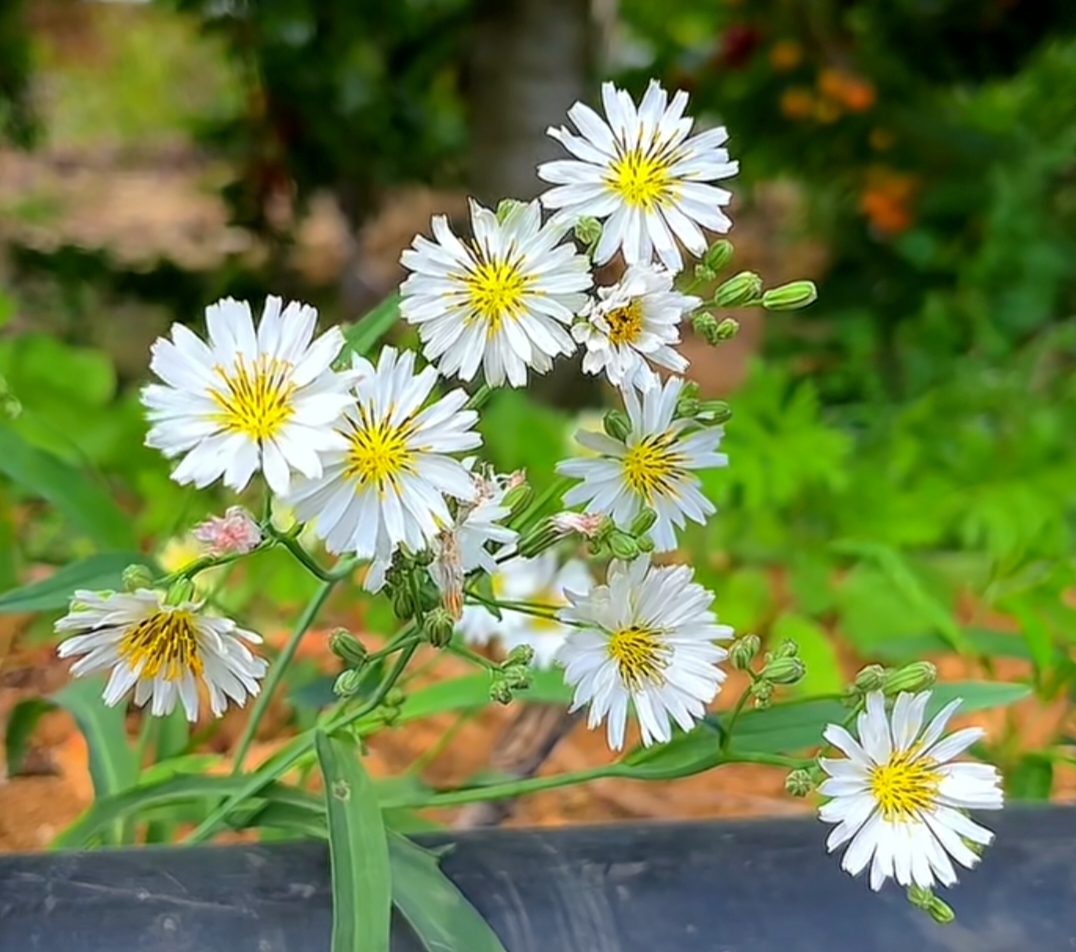 苦菜花:田野间的苦与美