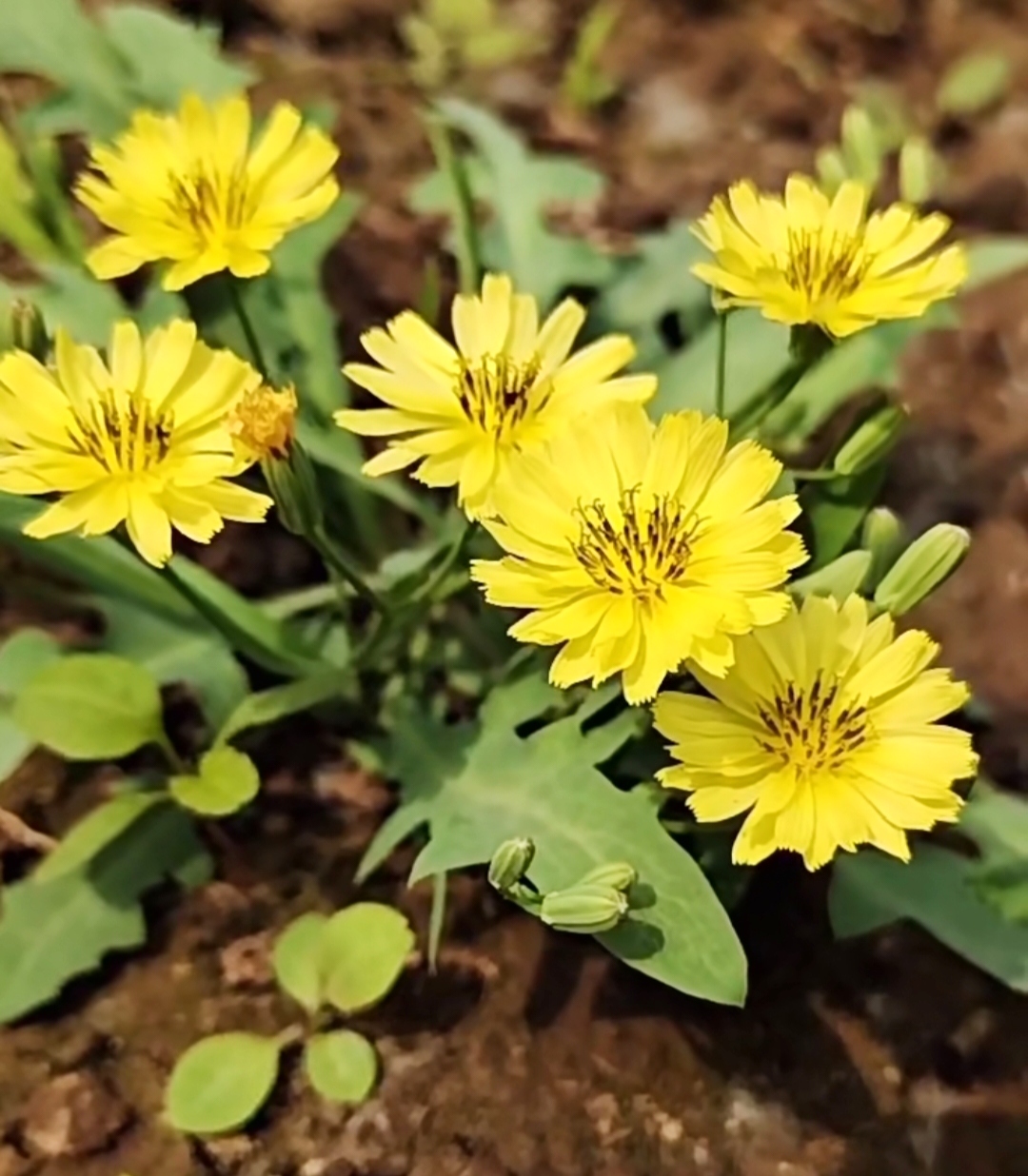 苦菜花:田野间的苦与美