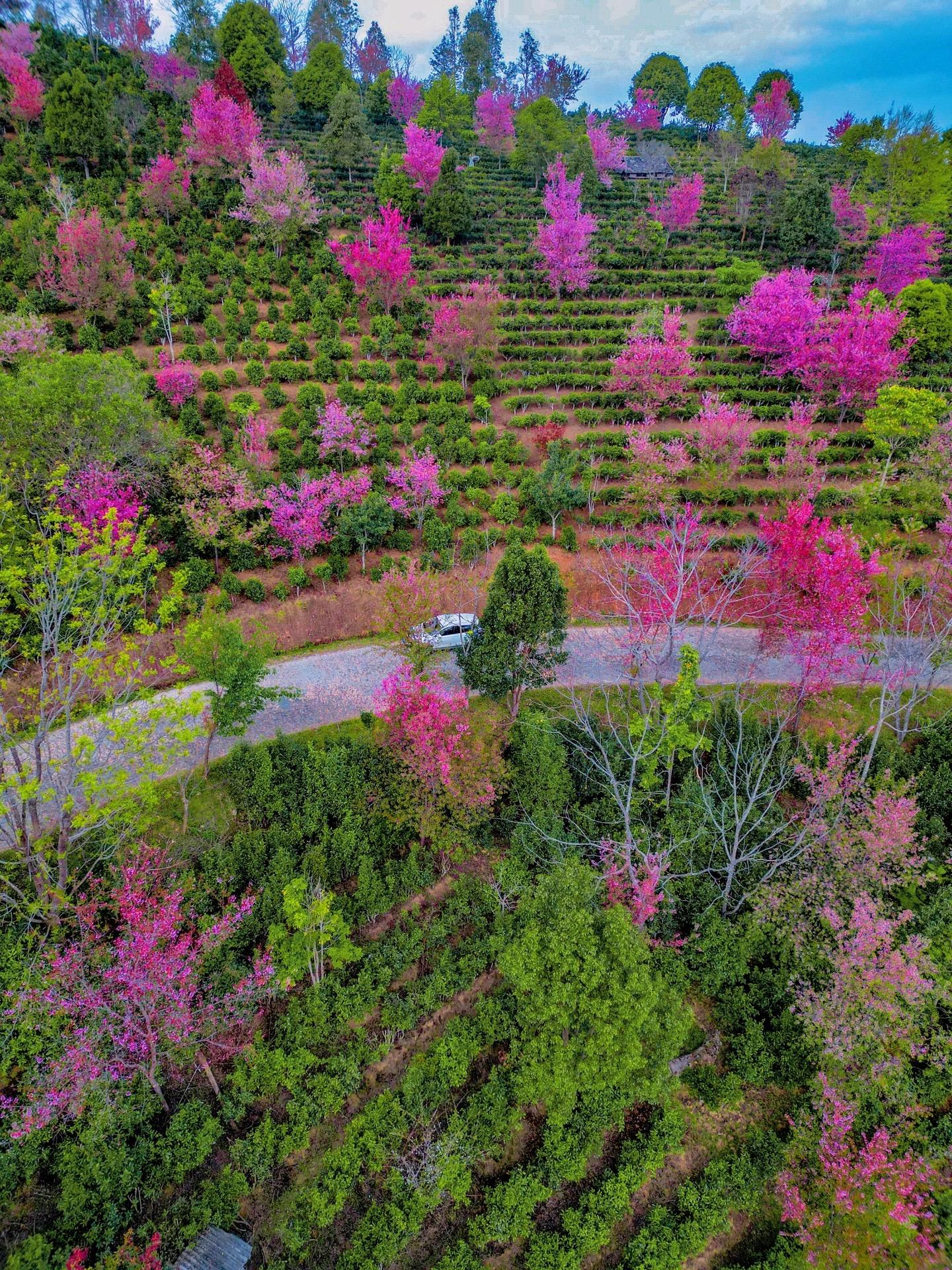 景迈樱花图片