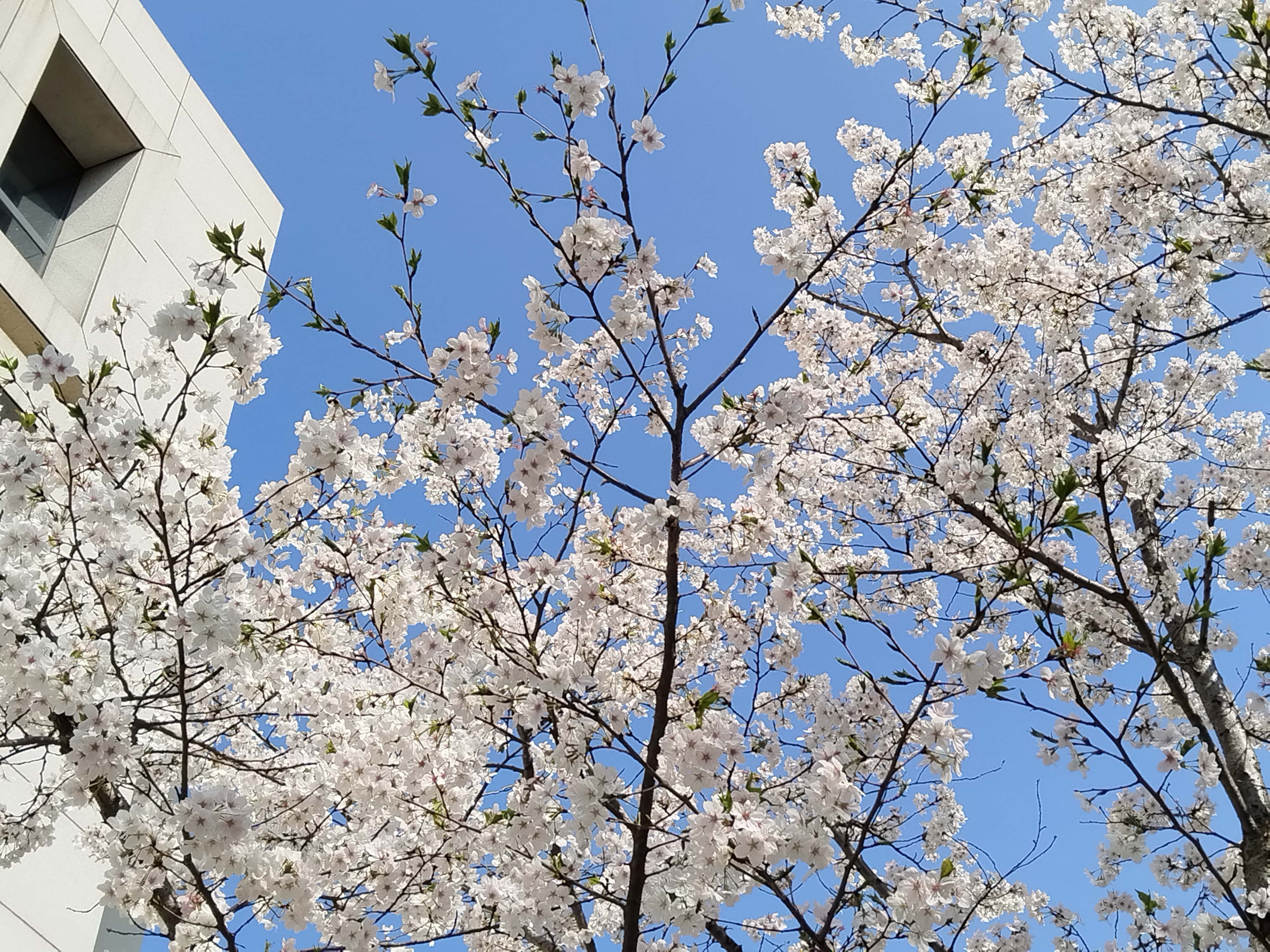 海棠和樱花图片