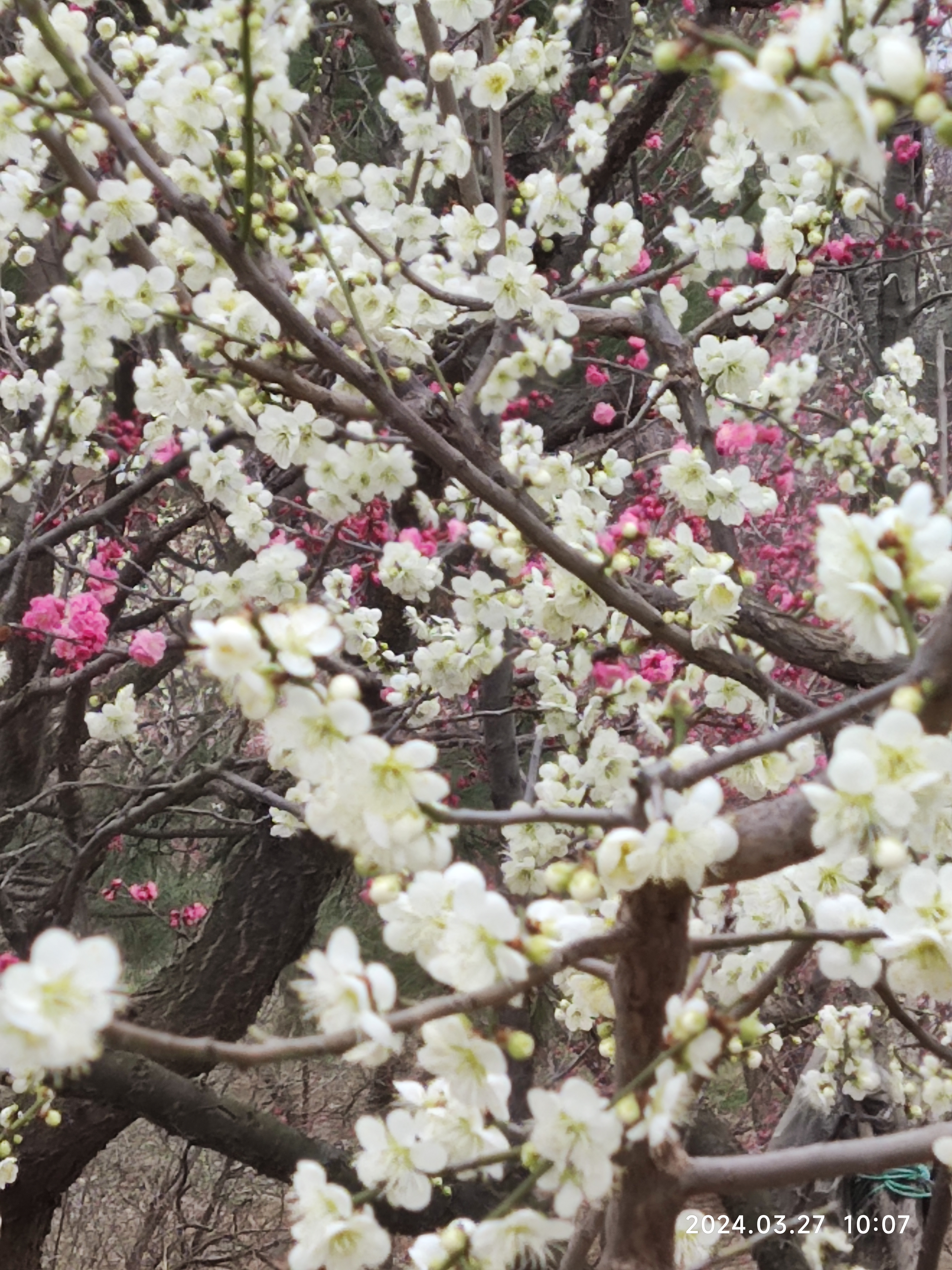 青岛十梅庵公园,位于李沧区北部,与城阳区交界处,三月末,正是梅花争艳