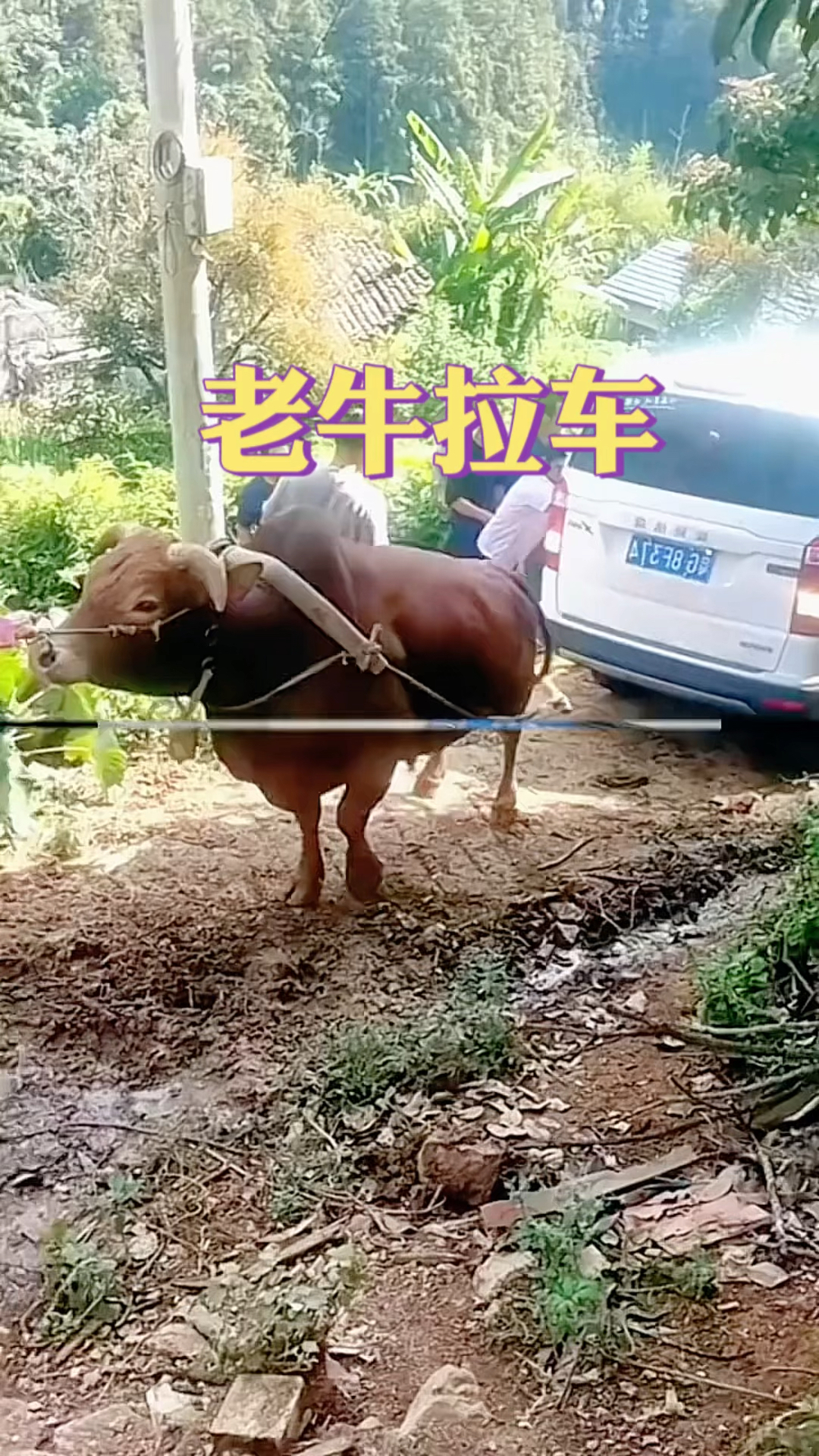 老牛拉车,太厉害了