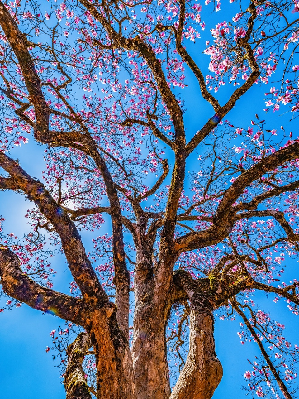门前老树长新芽,院里枯木又开花 .