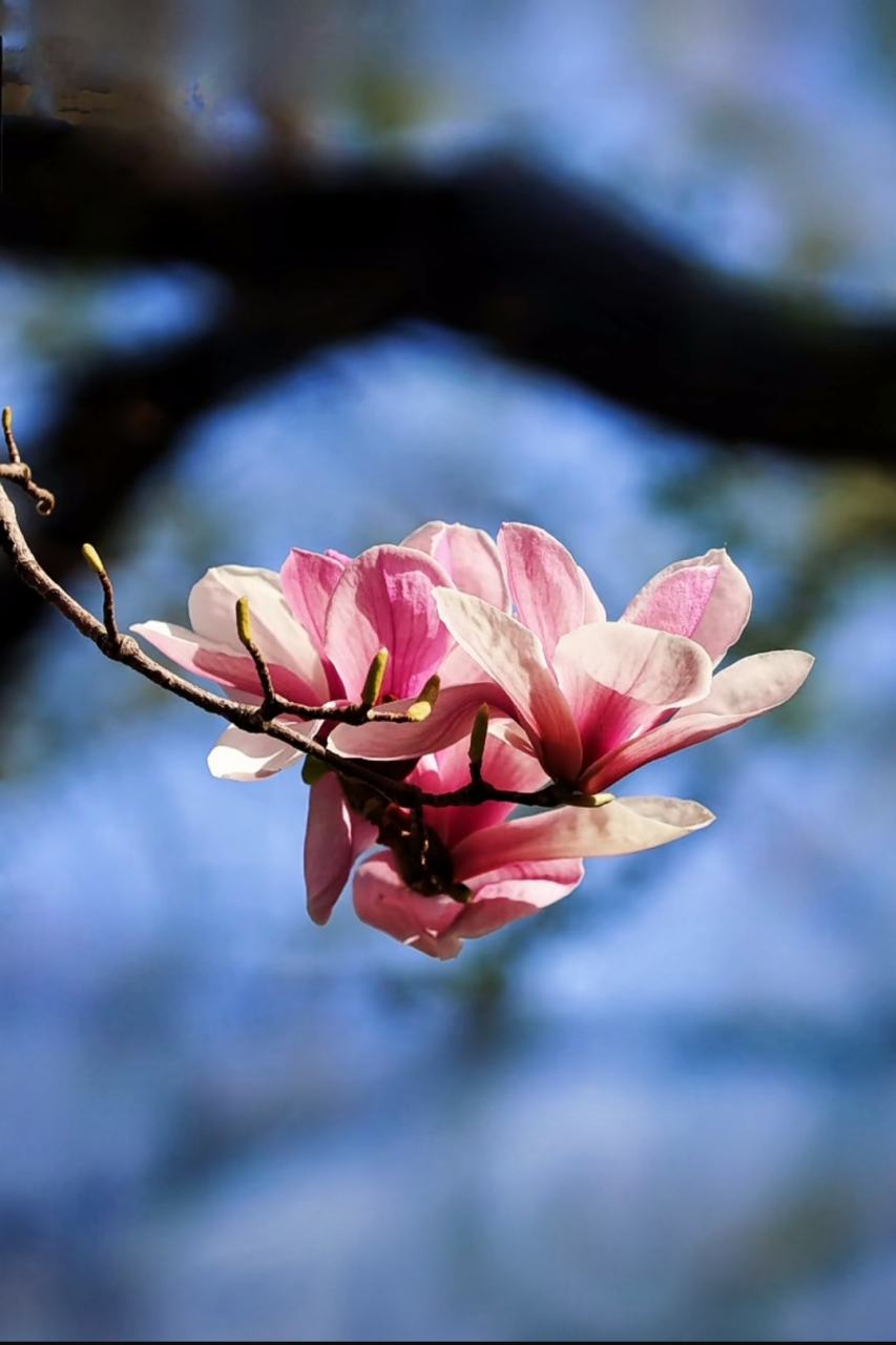 眼花缭乱壁纸图片