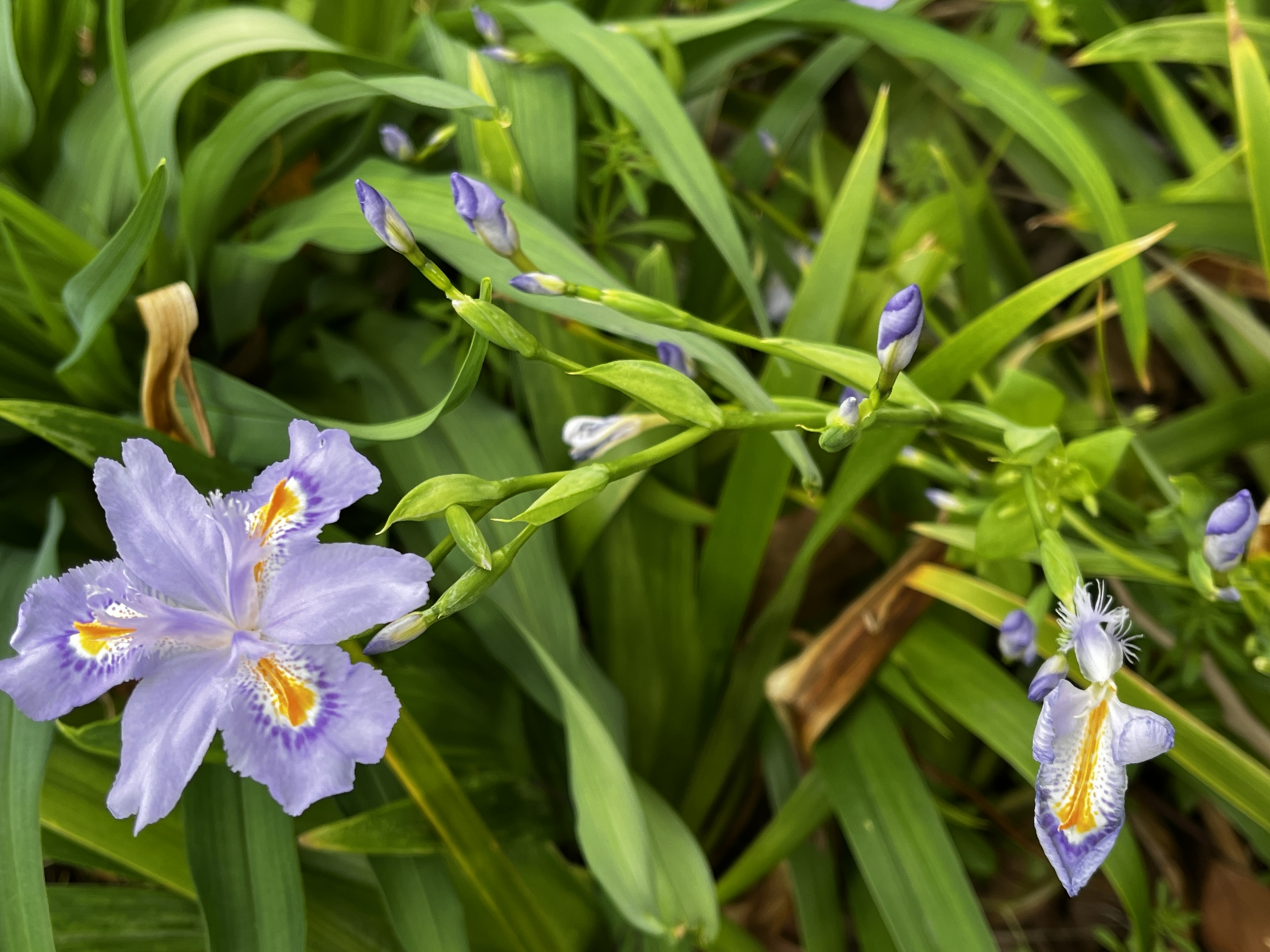 花名:扁竹兰  好一番查找,终于寻的基本信息,该花与蝴蝶花和鸾尾花很