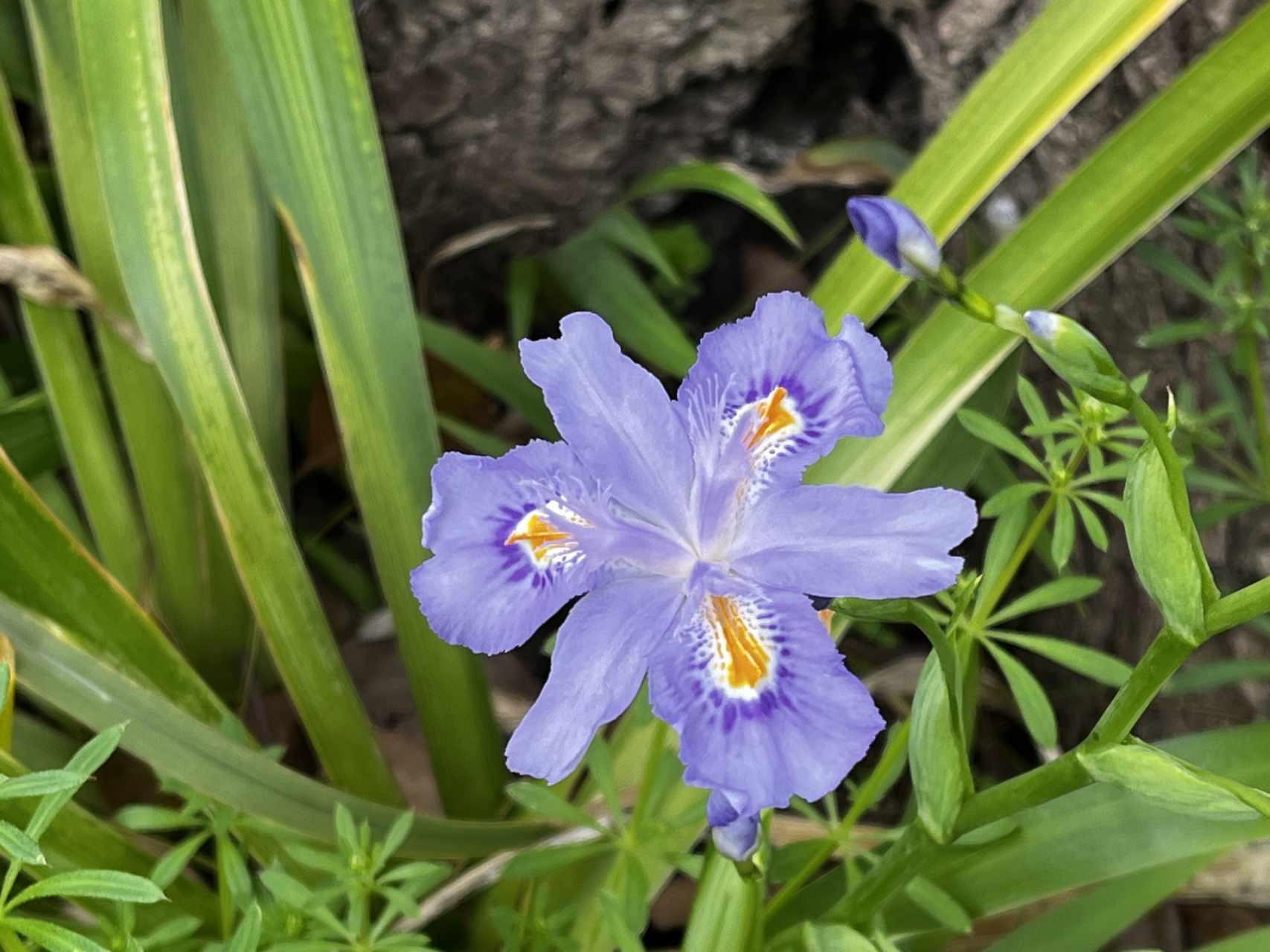 花名:扁竹兰  好一番查找,终于寻的基本信息,该花与蝴蝶花和鸾尾花很