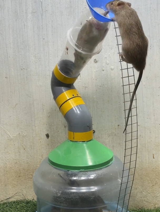 利用矿泉水桶和pvc管子做成的捕鼠神器,老鼠好抓!
