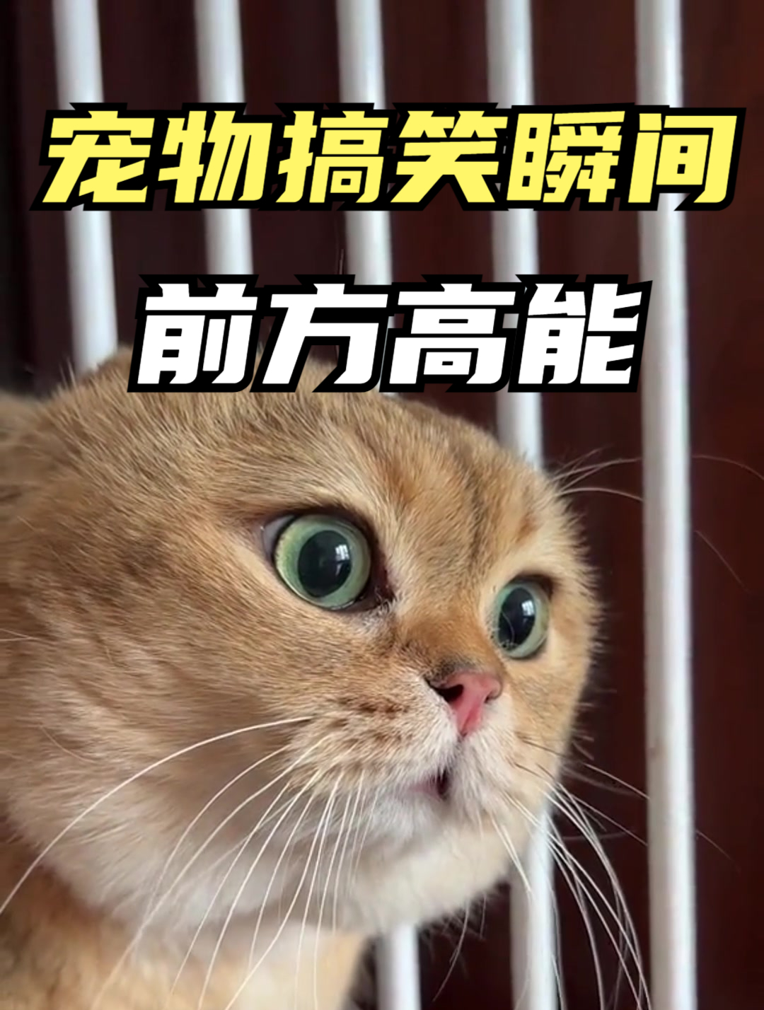 盘点动物们的搞笑瞬间,这么丑的狗,你见过吗