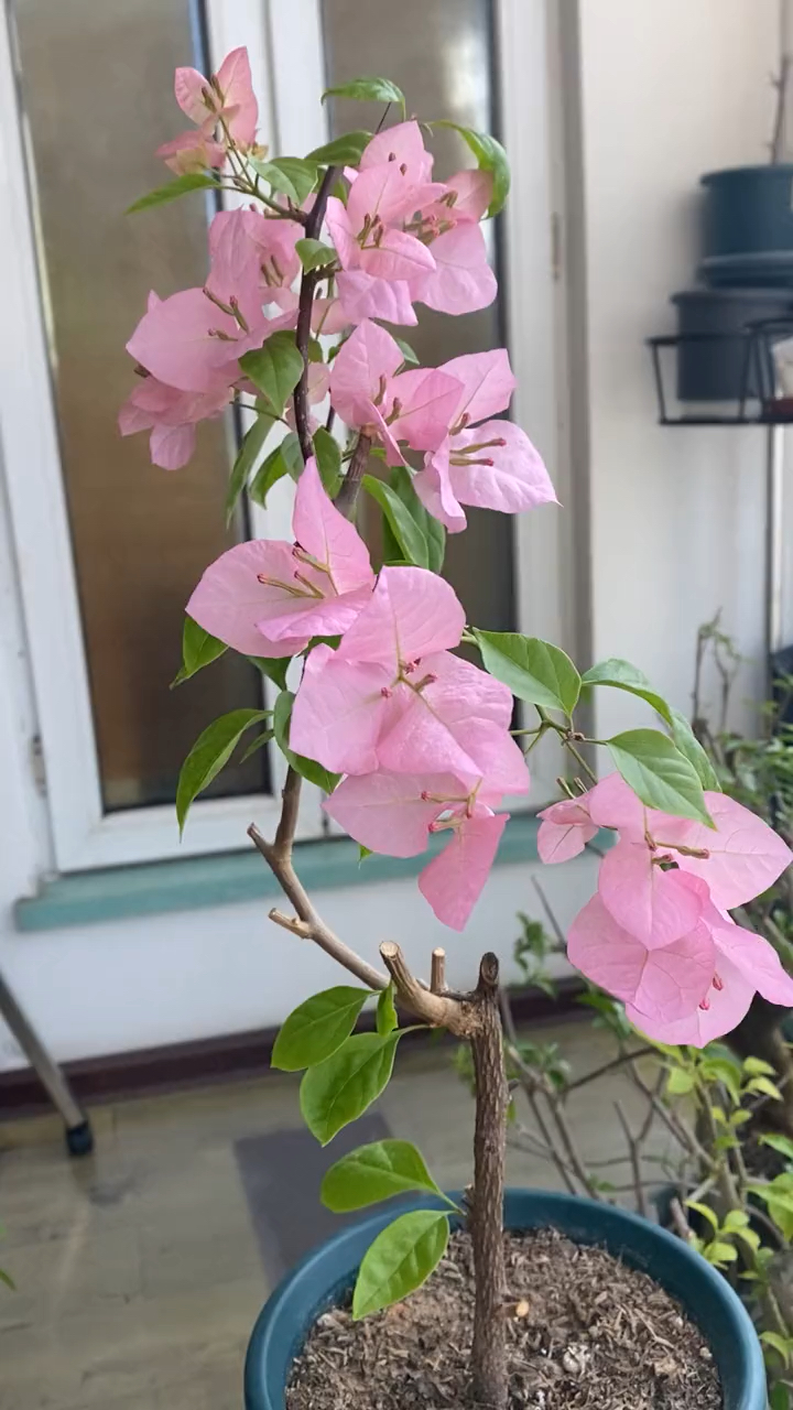 被澄粉公主三角梅惊艳到,高级的粉色,和他的名字一样高贵的公主