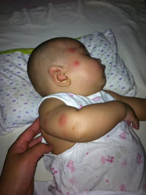 九成人不知蚊子天敌是啥教你1个方法晚上开窗睡觉都不怕