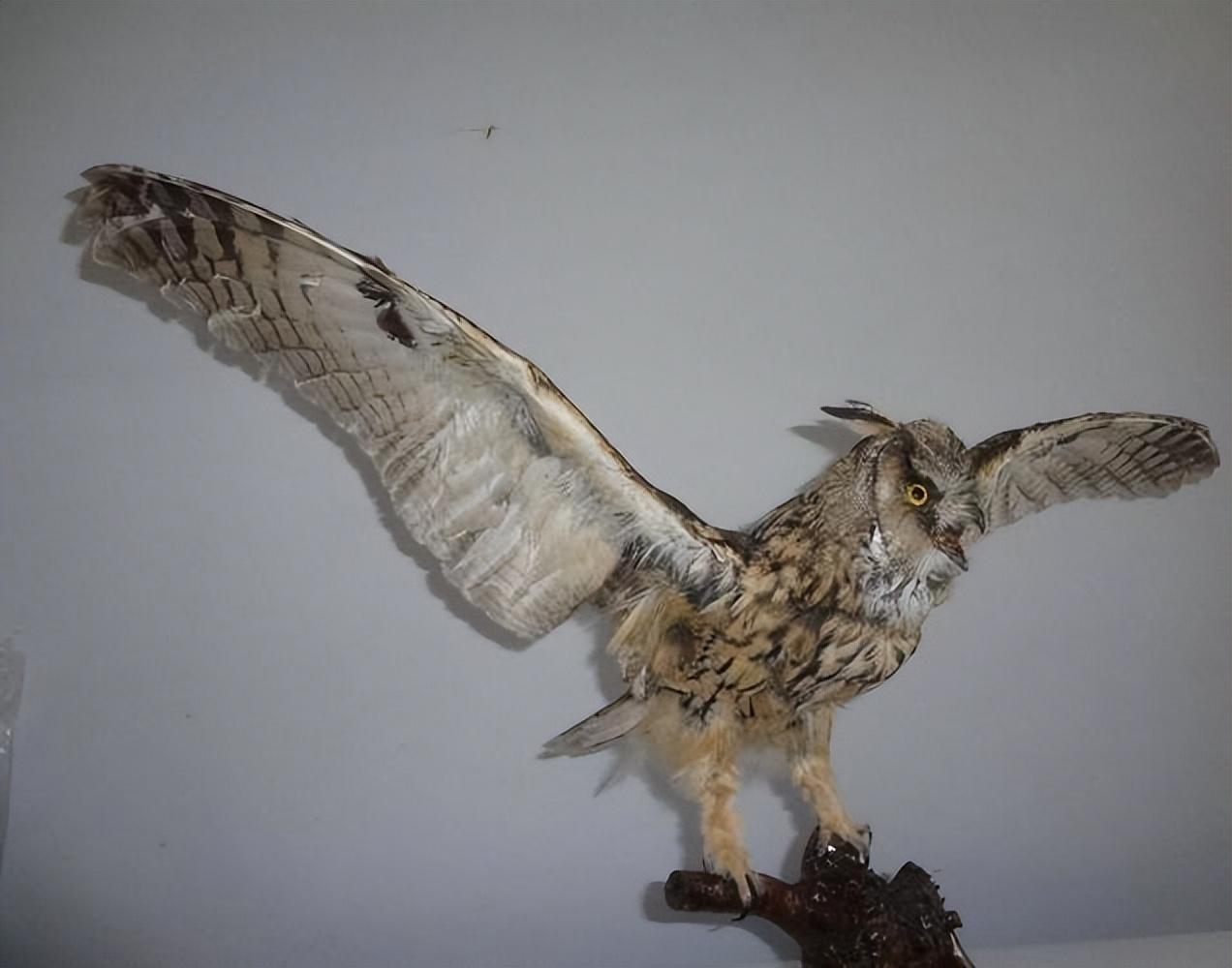 回顾俗语家中五不放放了财不旺五不放指什么有道理吗