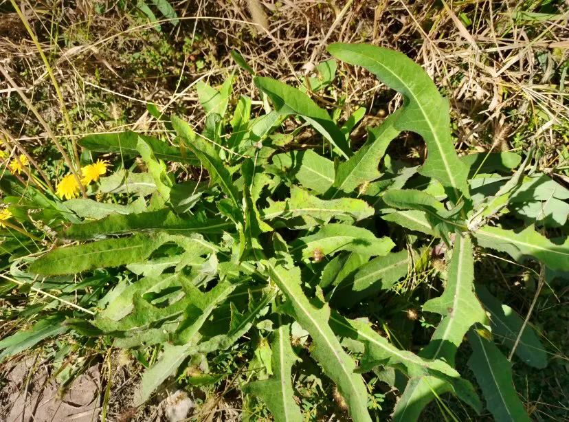 排名前16的春季野菜,这个排名你服不服?