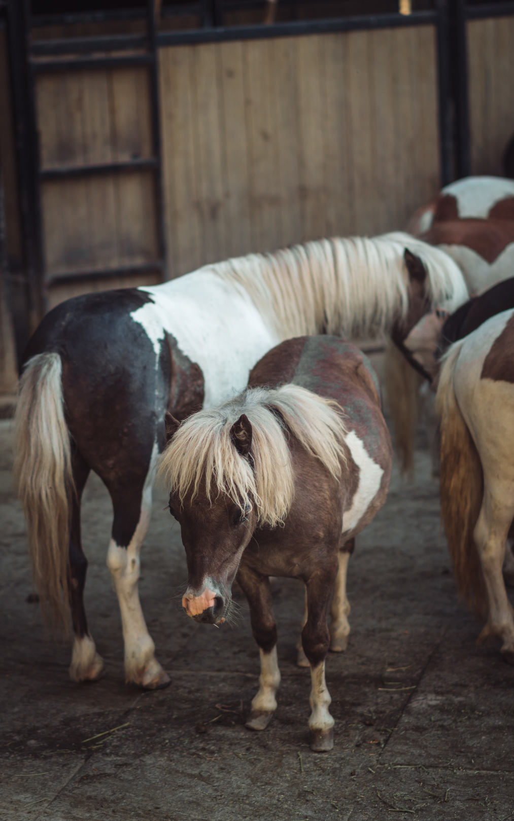 丝路辙记|追寻历史印记 探寻西域奇迹(新疆篇)