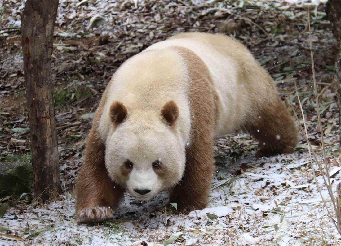 回顾:因为"棕色",被父母抛弃,遭同伴欺负,13岁的熊猫七仔至今没娃