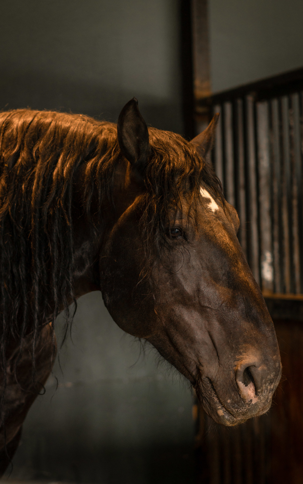 他就是"新疆古生态园"拥有世界最大的汗血宝马展示基地