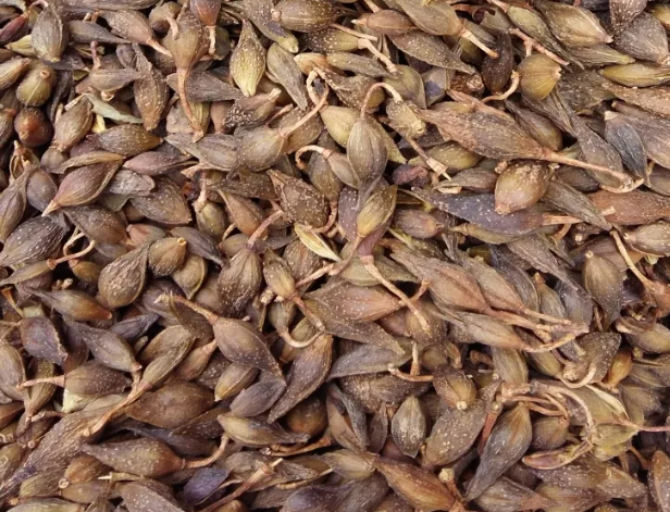 孜然,印度等地已经产新,今年产量大增,产区时有来货,市场货源消化不佳