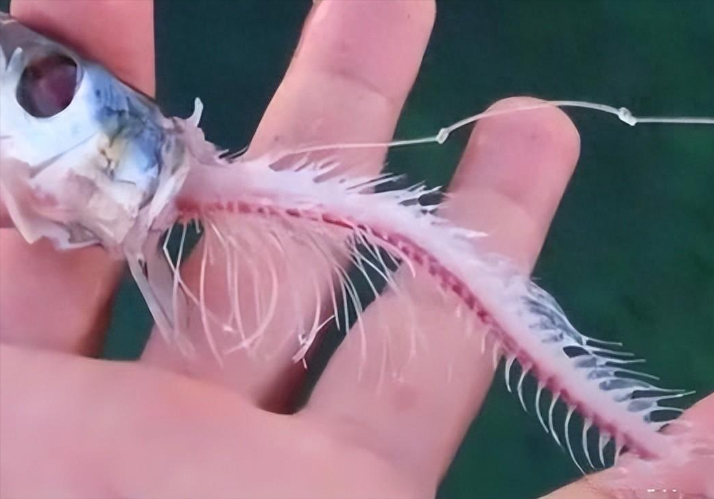 曾有人做实验,将一条小金鱼放入温泉鱼池,仅几十秒钟功夫,金鱼便被啃