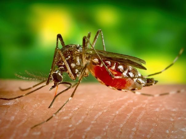 九成人不知蚊子天敌是啥教你1招晚上开窗都不怕安睡整夜