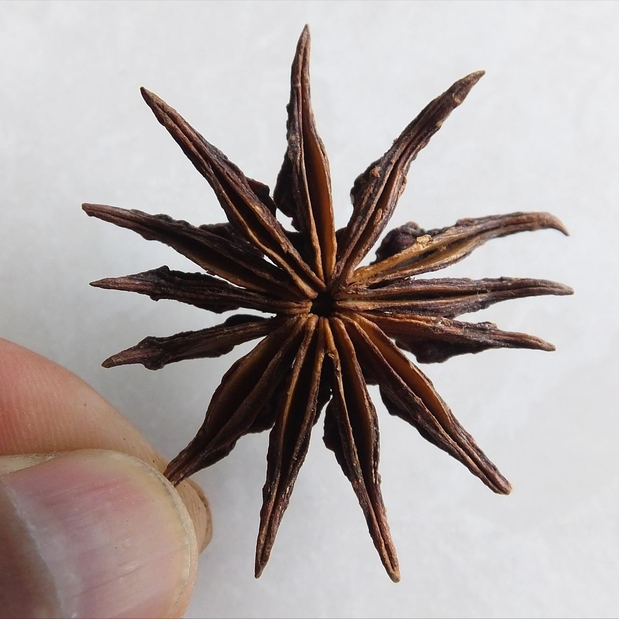 回顾八角还有假货如何区分真八角和假八角