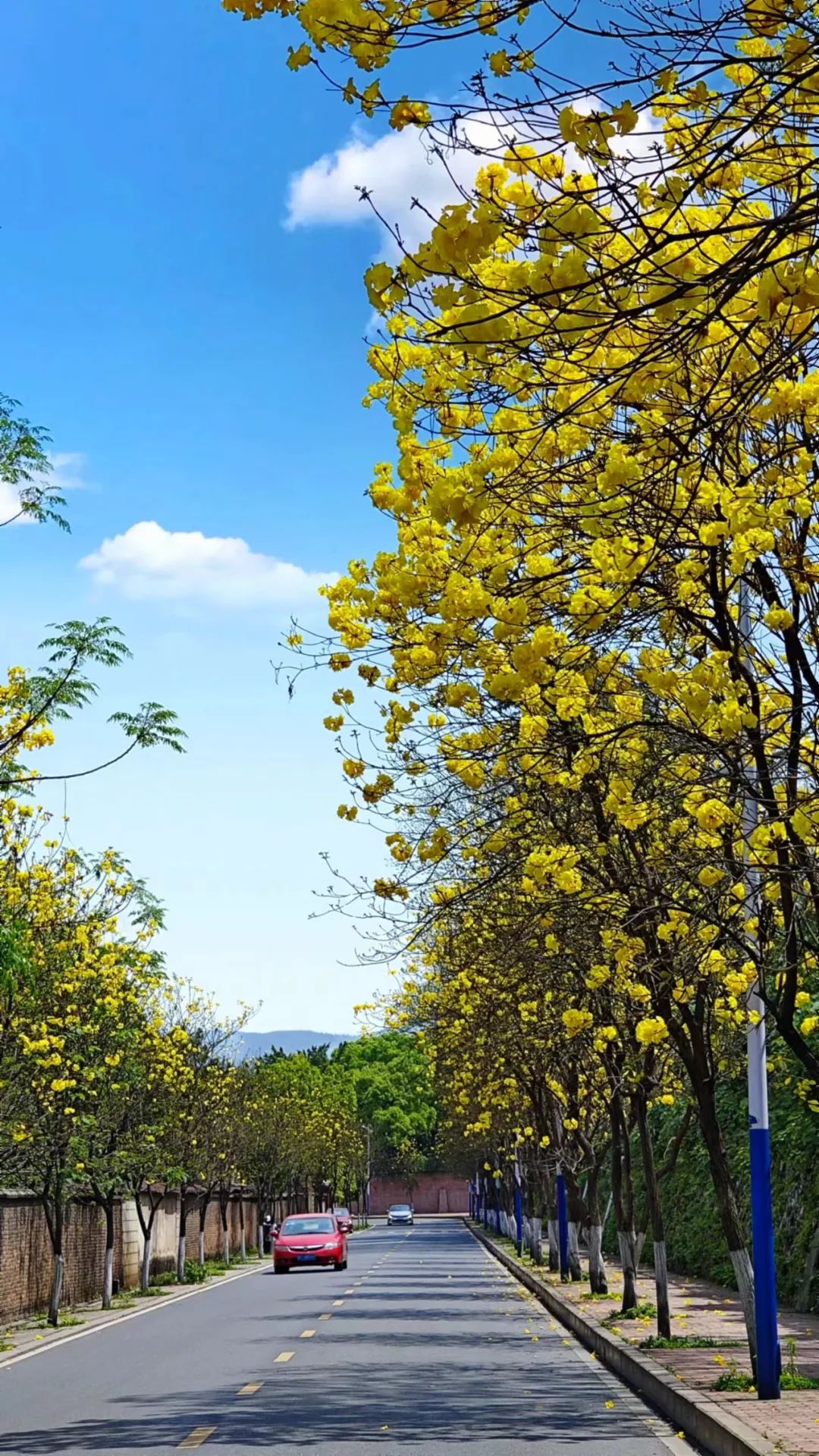 顺峰山公园黄花风铃木图片