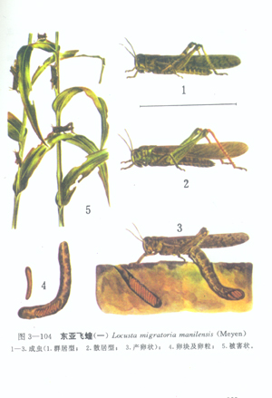 东亚飞蝗成虫形态图图片