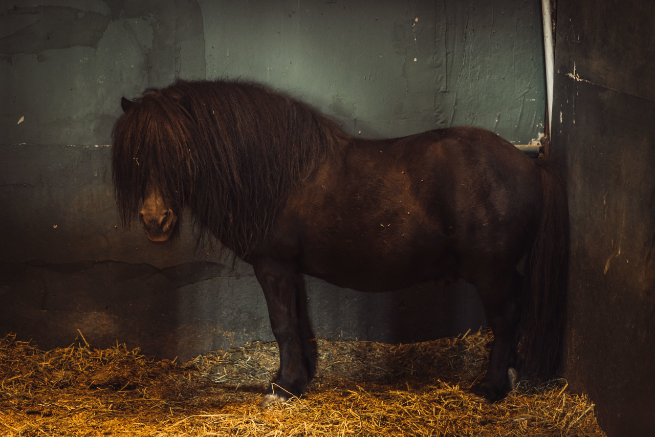 左右滑动查看更多目前园中的马匹除了汗血马外其他马匹种类繁多,如