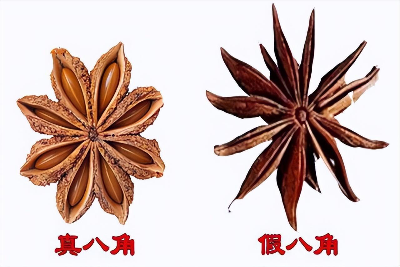 回顾八角还有假货如何区分真八角和假八角