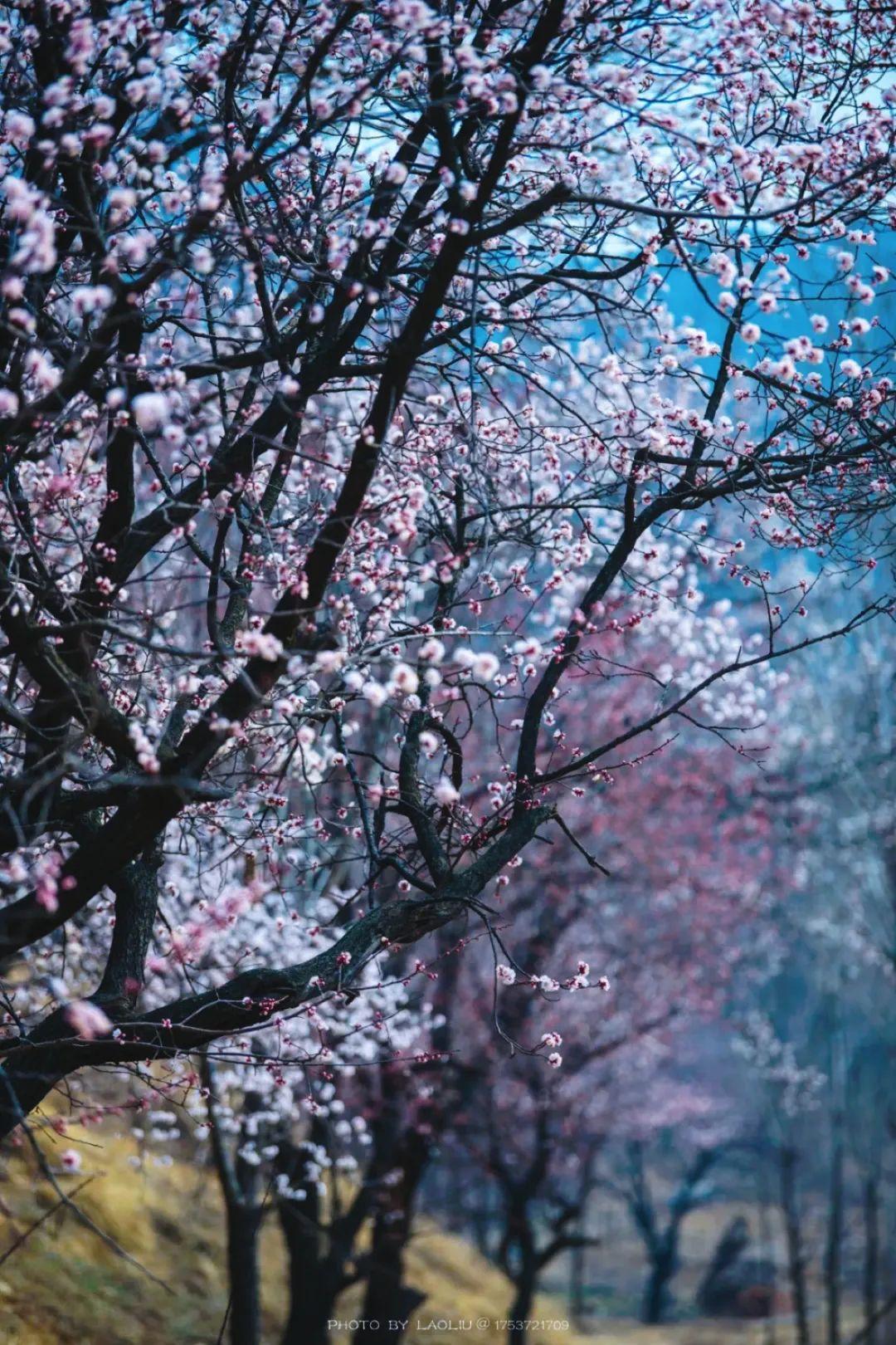 这下全开了去山东这座文艺小城走花路吧