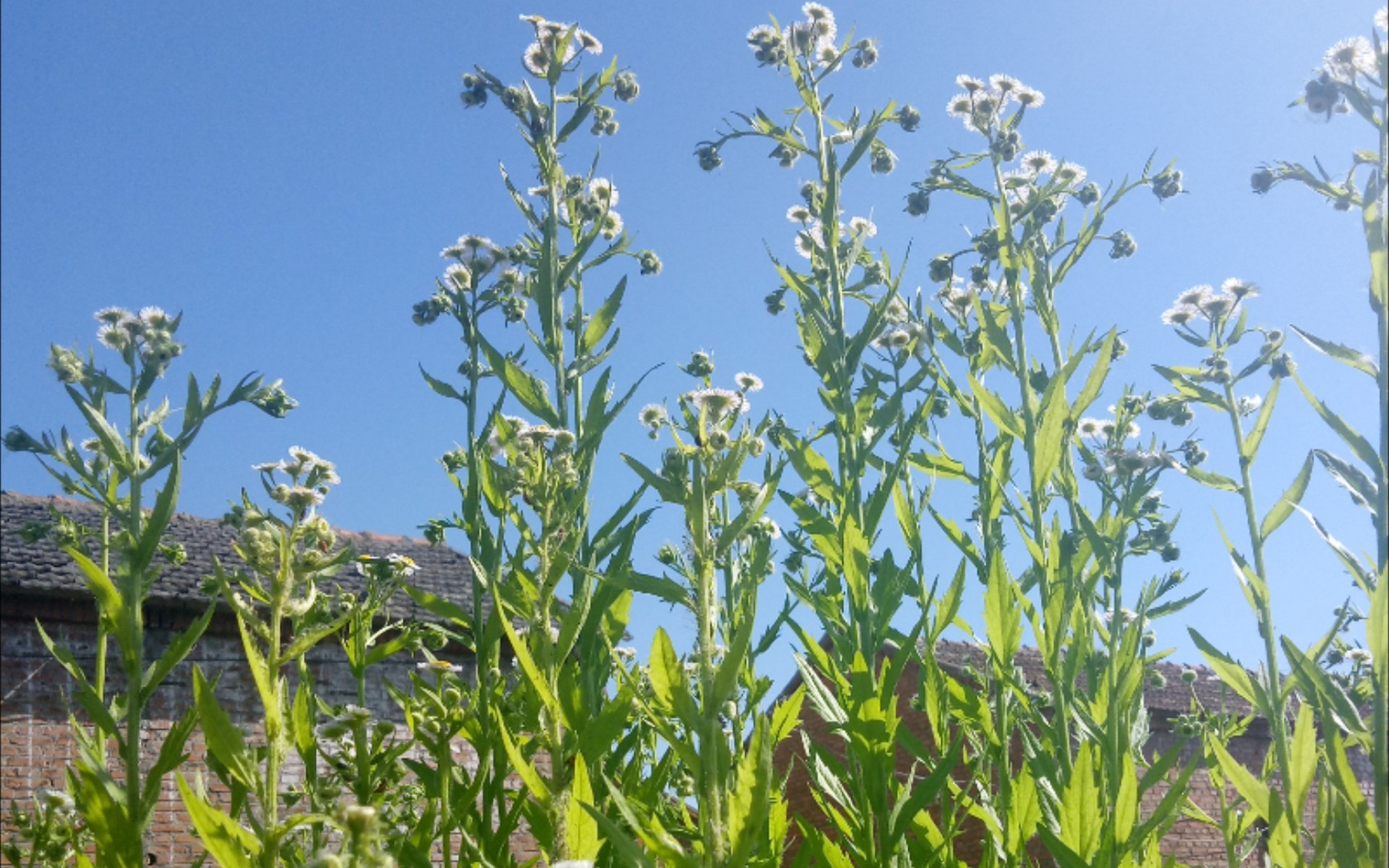 治牙疼的植物名称图片图片