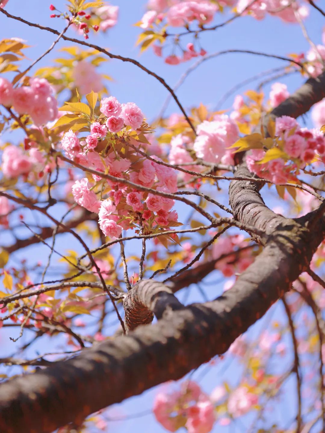 湖南科技大学成樱花海洋:樱花初绽,快来樱花下谈个恋爱吧!