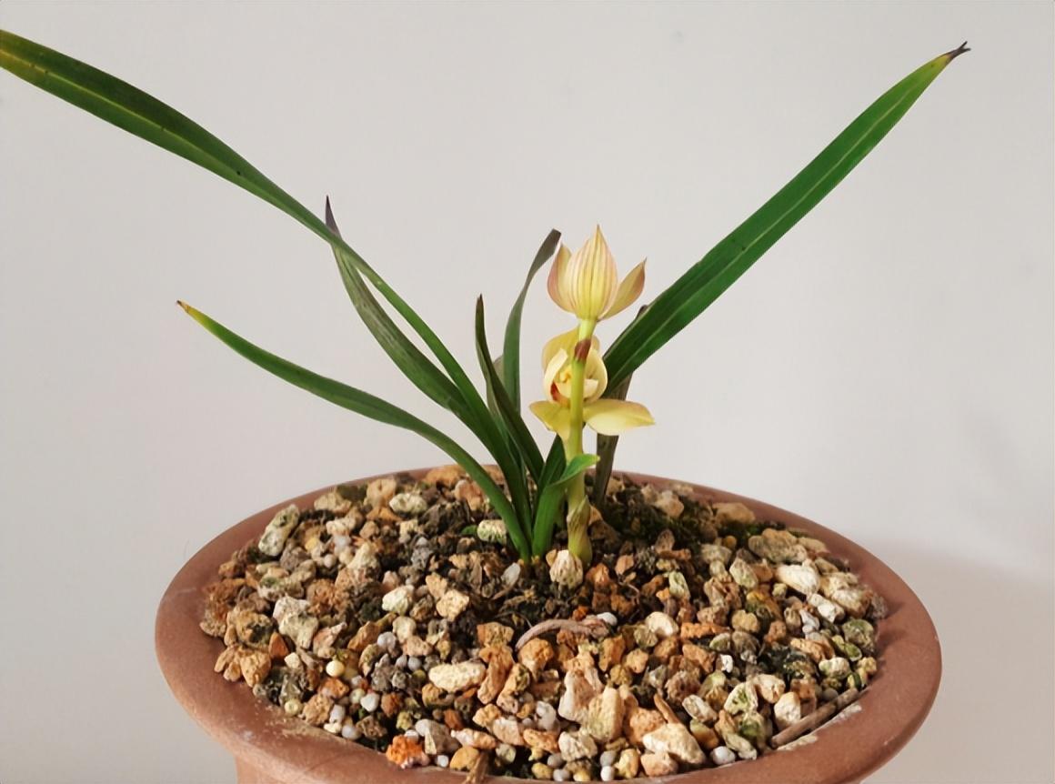 兰花姜氏荷,多次斩获金奖,特金奖,那它现在市场价多少?