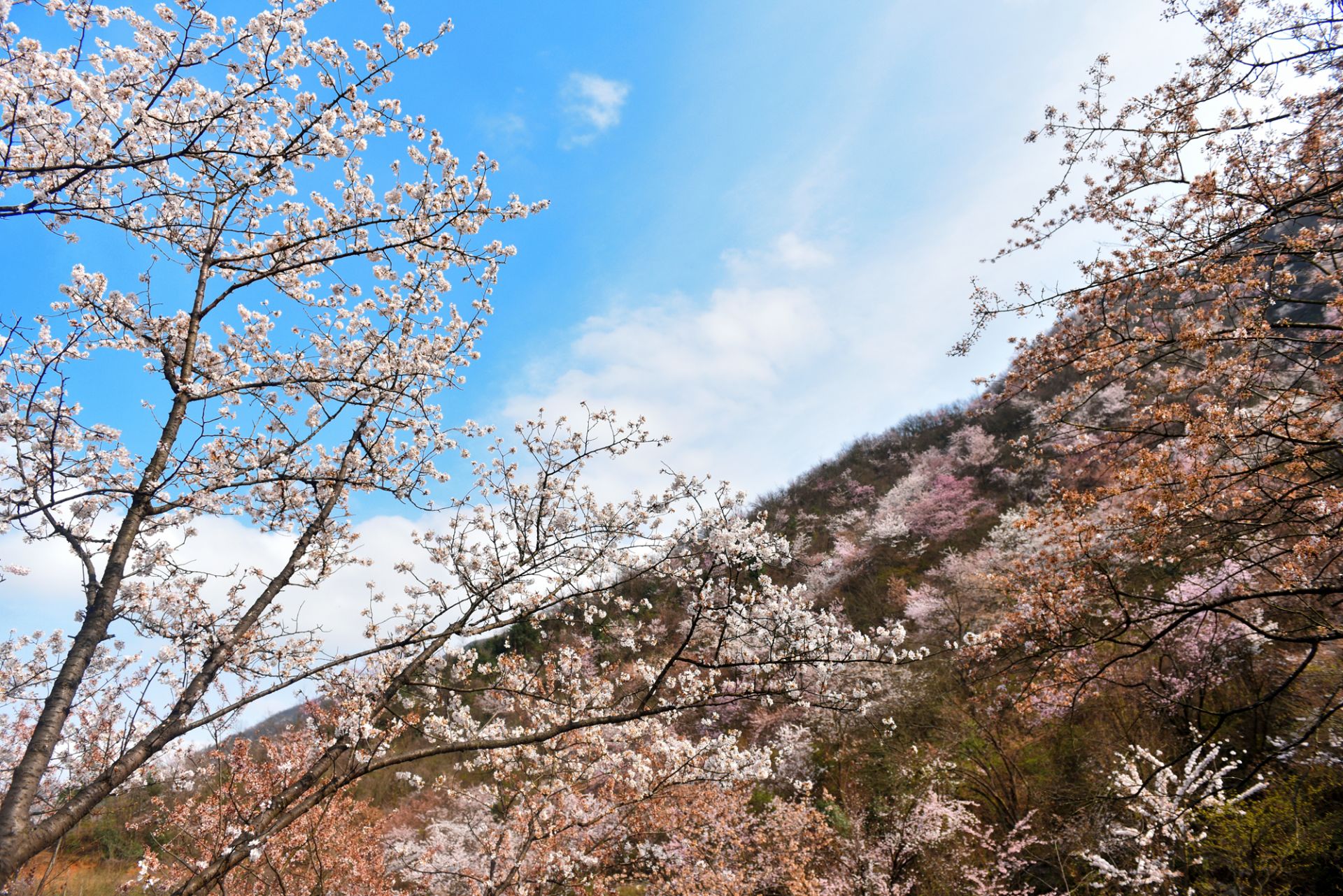 江津邀你共赏花海盛宴