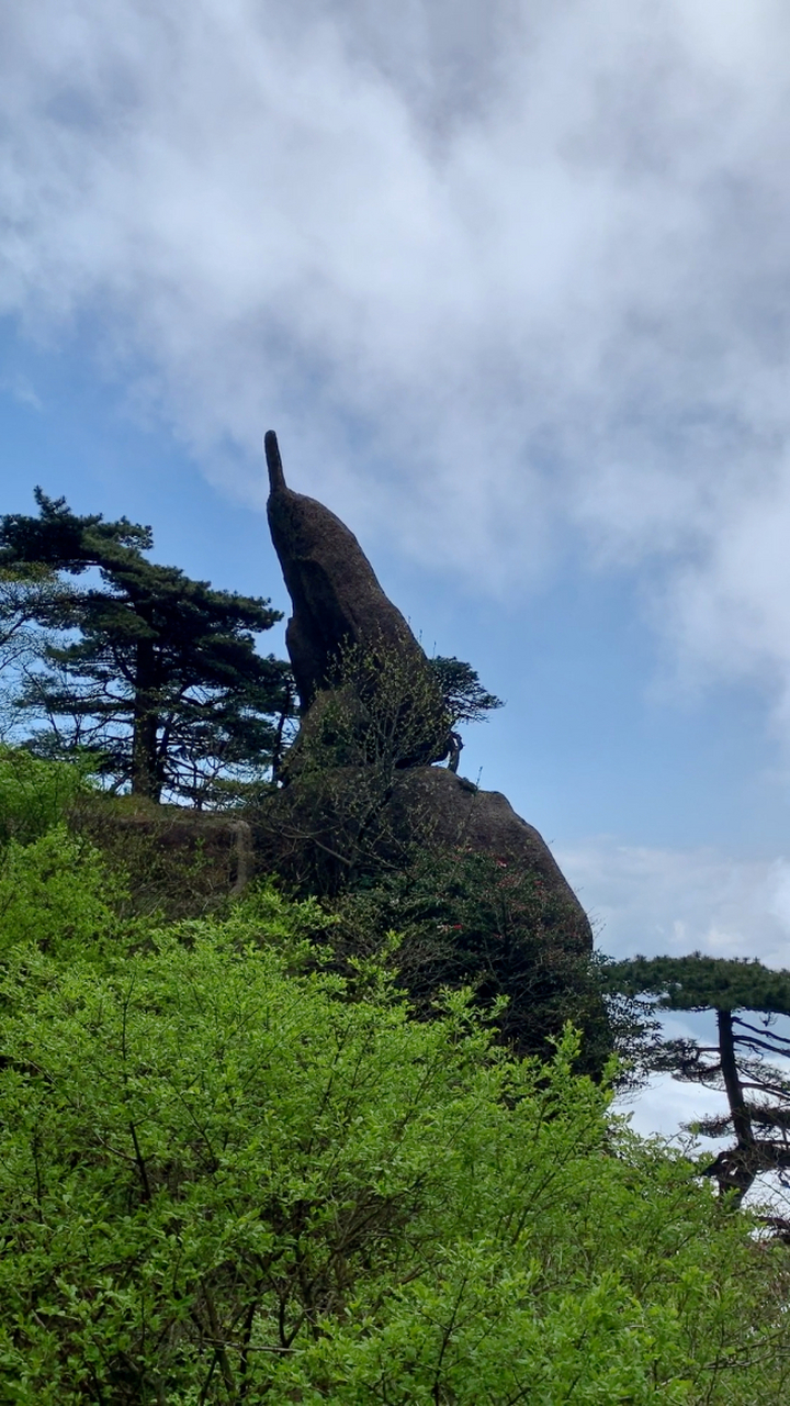 云上春山踏青季#  黄山始信峰,海拔高达1683米,因其奇松怪石,云海