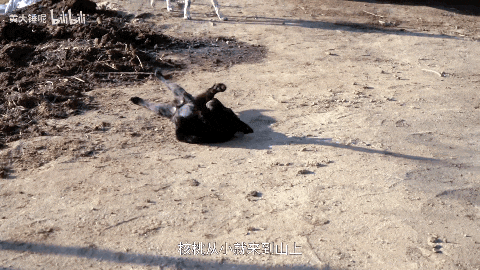 211毕业回村喂猪同事堪比彭于晏是谁偷了我的田二代人生