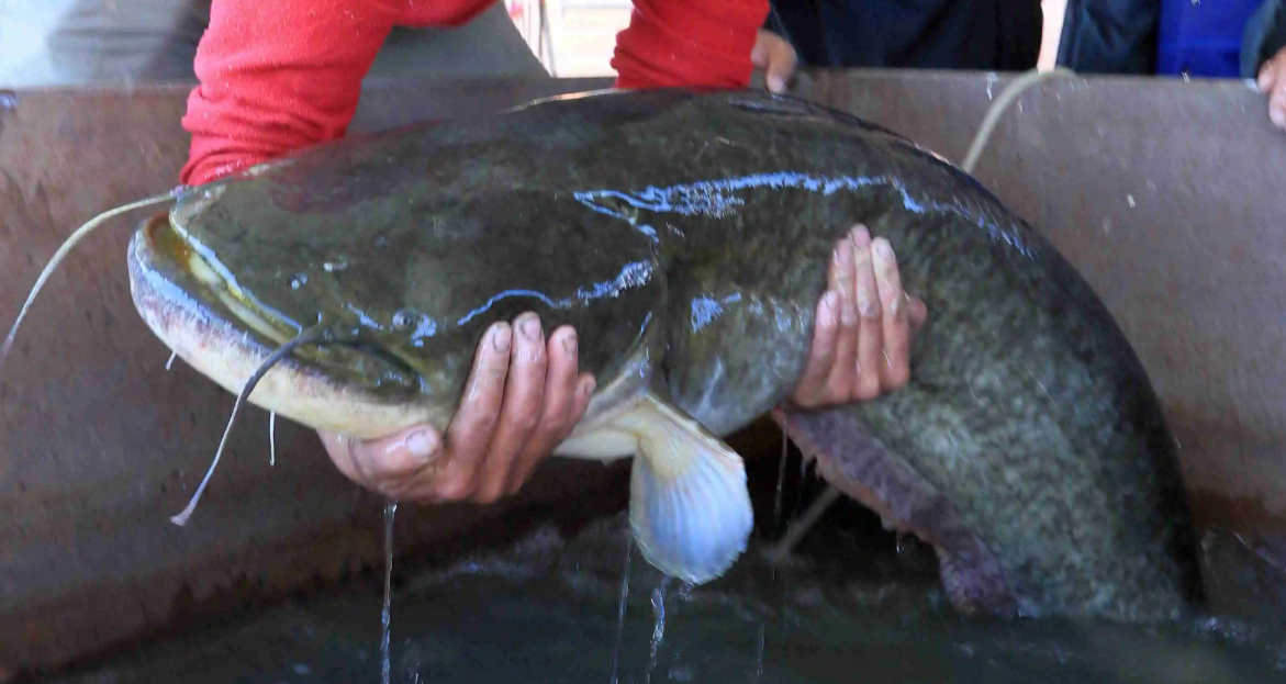 08年湖北男子执意花20万买一条没人要的鱼3年后靠它赚1个亿