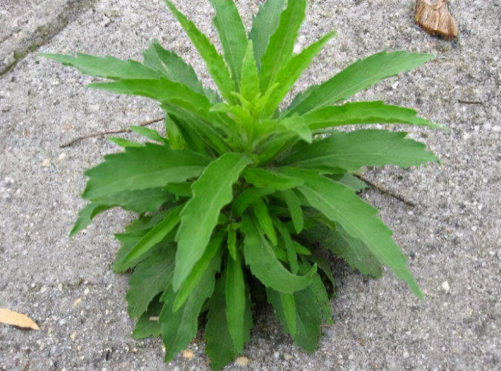 它是一种很好的中草药,具有清热解毒,散瘀消肿的功效,可用于治疗痢疾