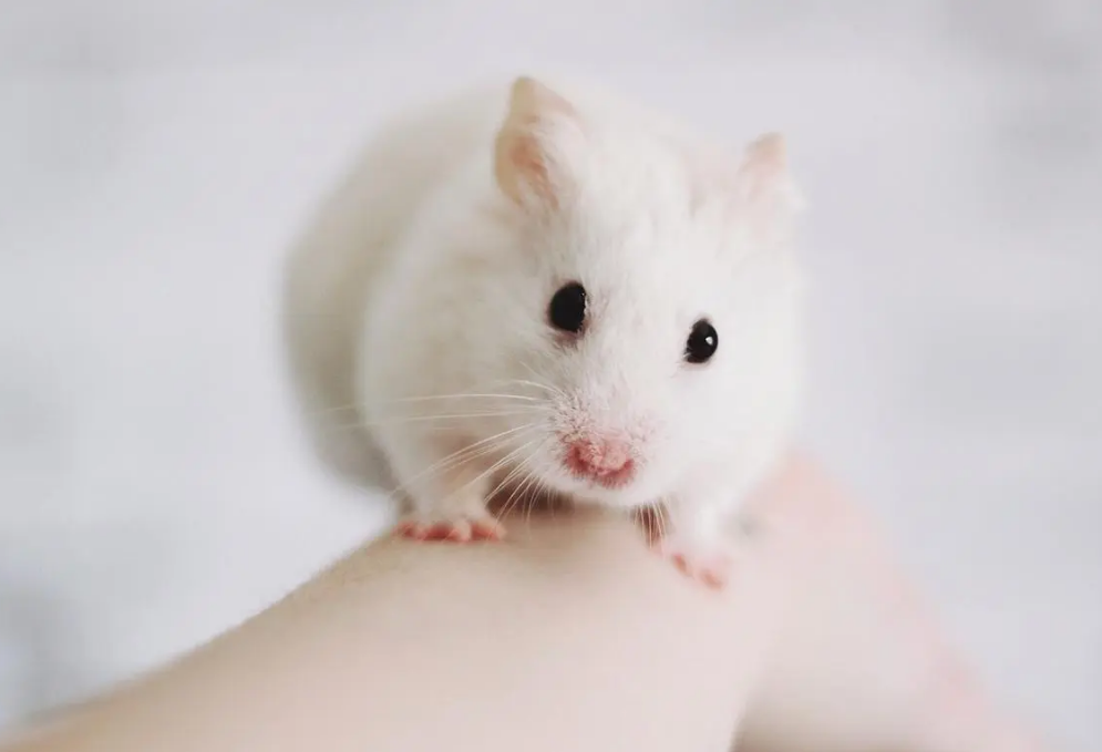 为什么很多人发现老鼠变得越来越少了老鼠真的隐退了吗