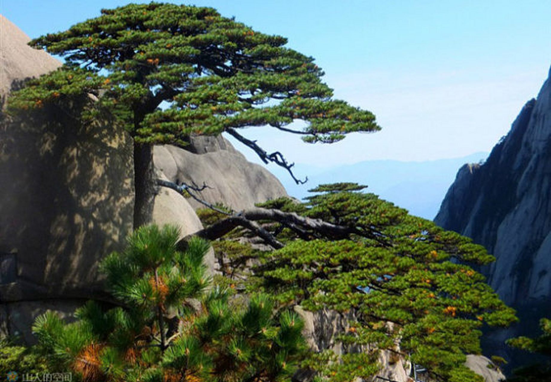 云上春山踏青季#  黄山始信峰,海拔高达1683米,因其奇松怪石,云海