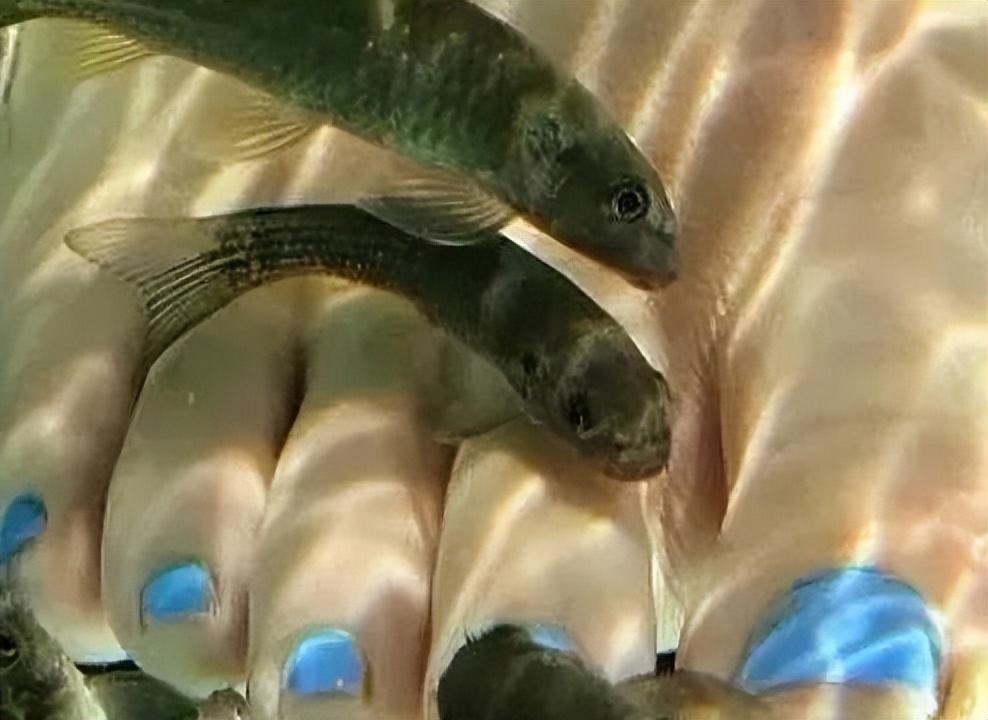 曾有人做实验,将一条小金鱼放入温泉鱼池,仅几十秒钟功夫,金鱼便被啃