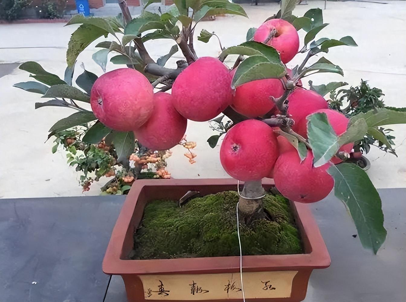 回顾阴树不能进家门阳树不能进坟墓哪些是阴树有啥道理